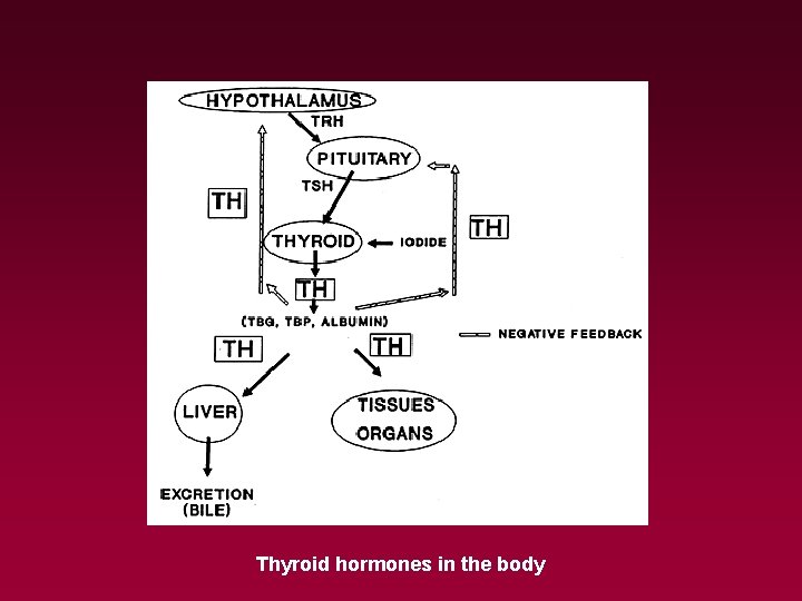 Thyroid hormones in the body 