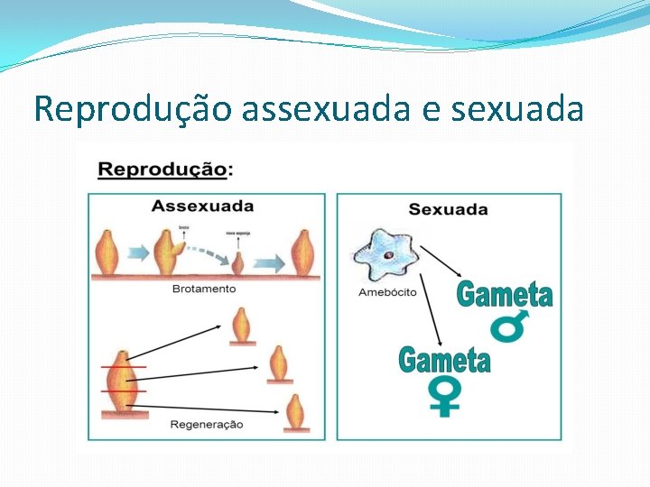 CINCIAS 8 ANO REPRODUO ASSEXUADA E SEXUADA Reproduo