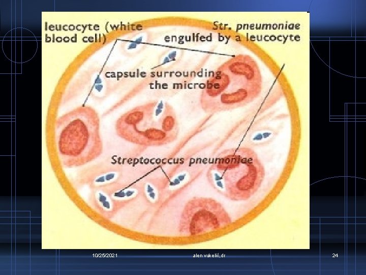 10/25/2021 alen vukelić, dr 24 