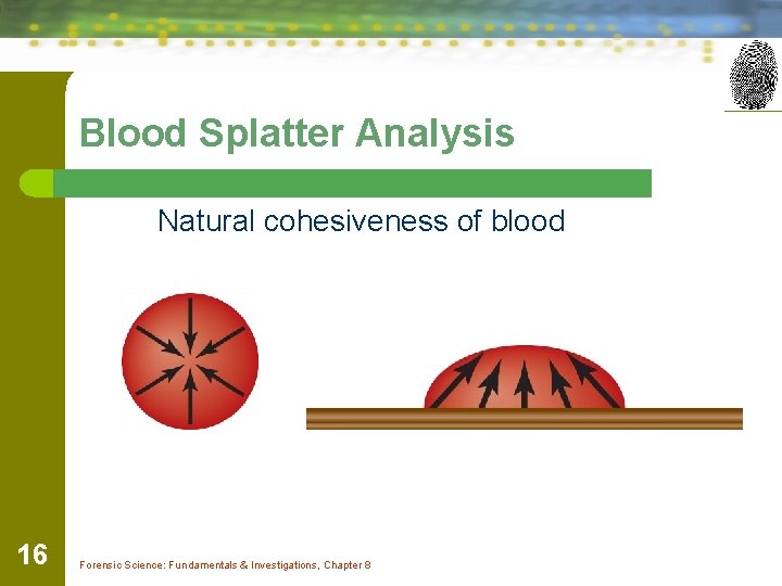 Blood Splatter Analysis Natural cohesiveness of blood 16 Forensic Science: Fundamentals & Investigations, Chapter