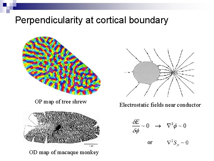Perpendicularity at cortical boundary OP map of tree shrew Electrostatic fields near conductor or