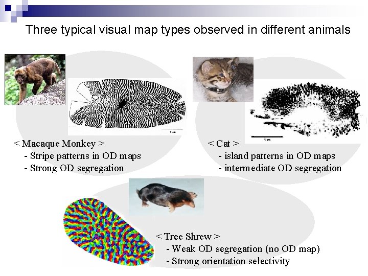 Three typical visual map types observed in different animals < Macaque Monkey > -