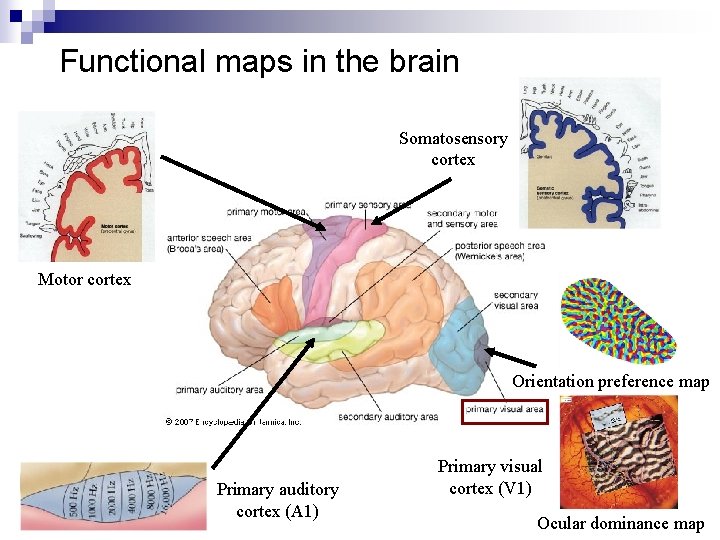 Functional maps in the brain Somatosensory cortex Motor cortex Orientation preference map Primary auditory