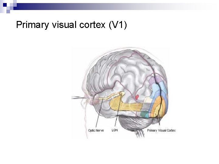 Primary visual cortex (V 1) 