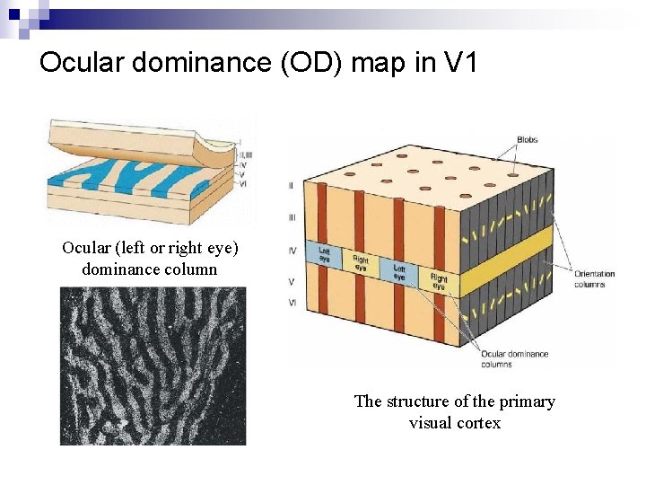 Ocular dominance (OD) map in V 1 Ocular (left or right eye) dominance column
