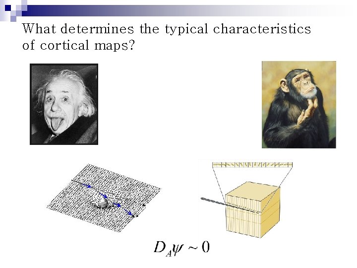 What determines the typical characteristics of cortical maps? 