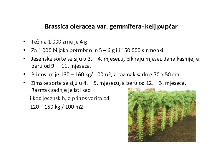 Brassica oleracea var. gemmifera- kelj pupčar • Težina 1 000 zrna je 4 g