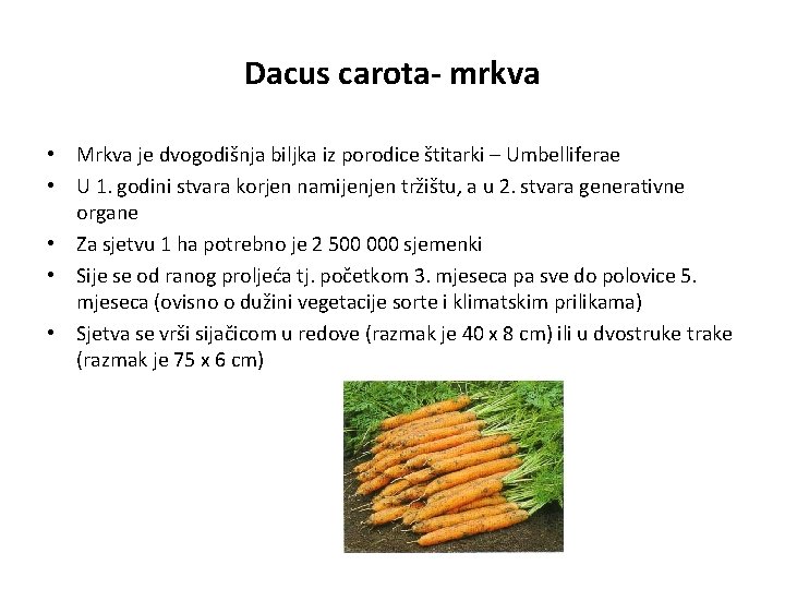 Dacus carota- mrkva • Mrkva je dvogodišnja biljka iz porodice štitarki – Umbelliferae •