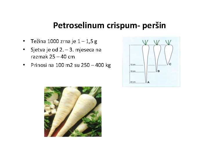 Petroselinum crispum- peršin • Težina 1000 zrna je 1 – 1, 5 g •