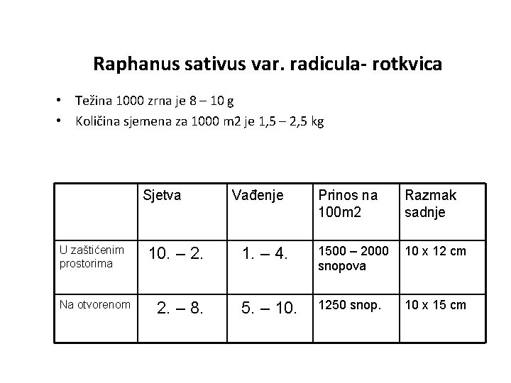 Raphanus sativus var. radicula- rotkvica • Težina 1000 zrna je 8 – 10 g