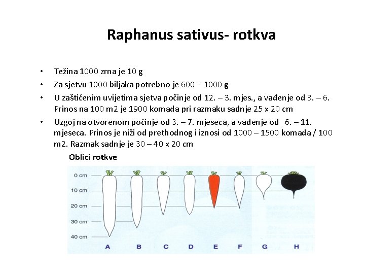 Raphanus sativus- rotkva • • Težina 1000 zrna je 10 g Za sjetvu 1000