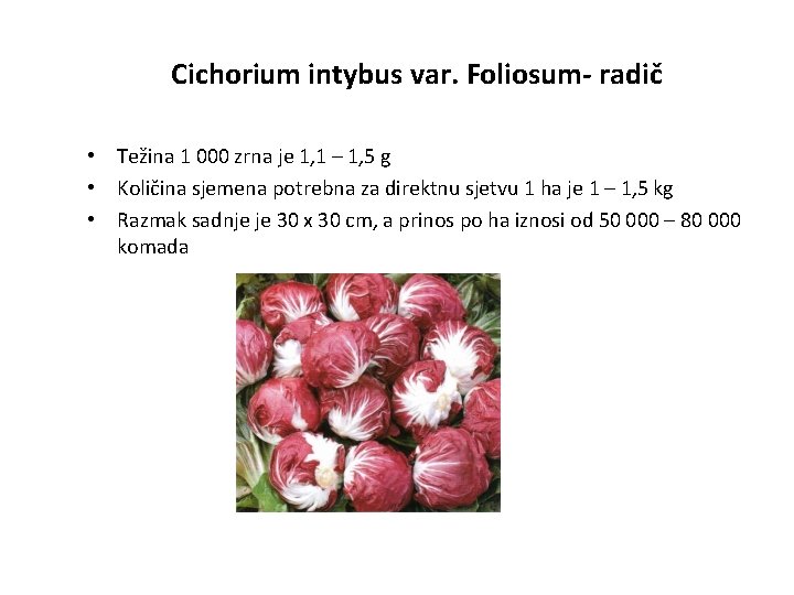 Cichorium intybus var. Foliosum- radič • Težina 1 000 zrna je 1, 1 –