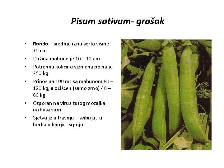 Pisum sativum- grašak • • • Rondo – srednje rana sorta visine 70 cm