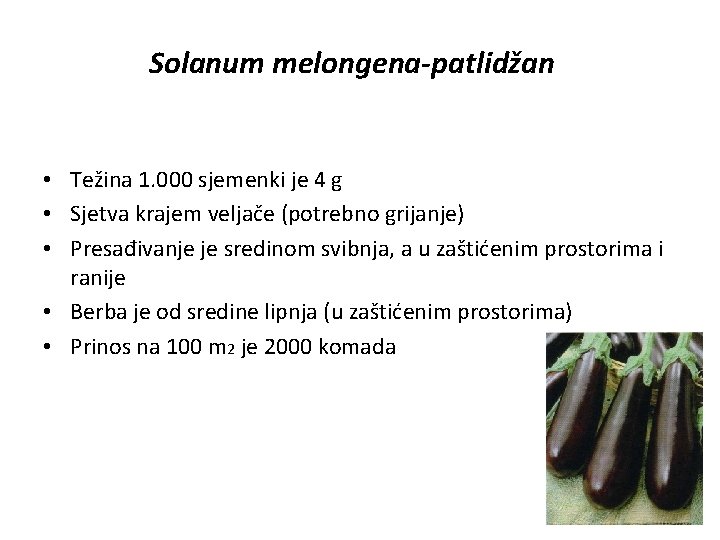 Solanum melongena-patlidžan • Težina 1. 000 sjemenki je 4 g • Sjetva krajem veljače