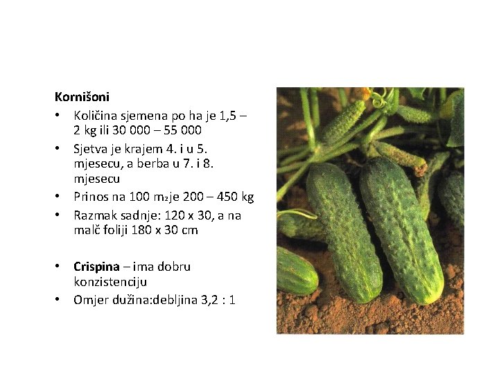 Kornišoni • Količina sjemena po ha je 1, 5 – 2 kg ili 30