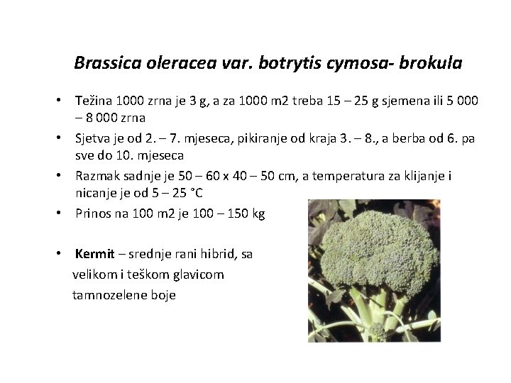Brassica oleracea var. botrytis cymosa- brokula • Težina 1000 zrna je 3 g, a