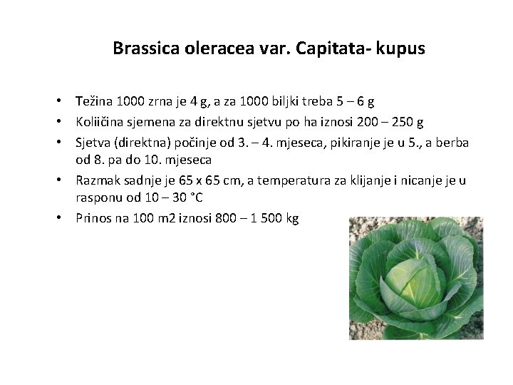 Brassica oleracea var. Capitata- kupus • Težina 1000 zrna je 4 g, a za