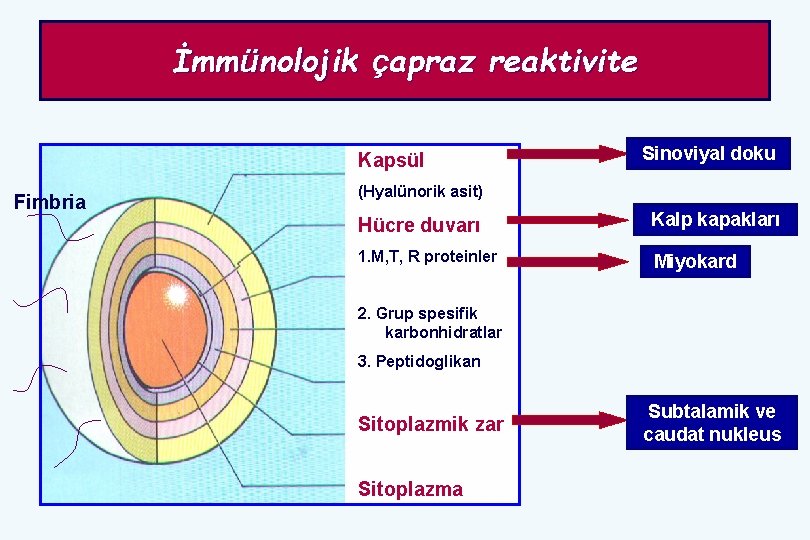 İmmünolojik çapraz reaktivite Kapsül Fimbria Sinoviyal doku (Hyalünorik asit) Hücre duvarı Kalp kapakları 1.