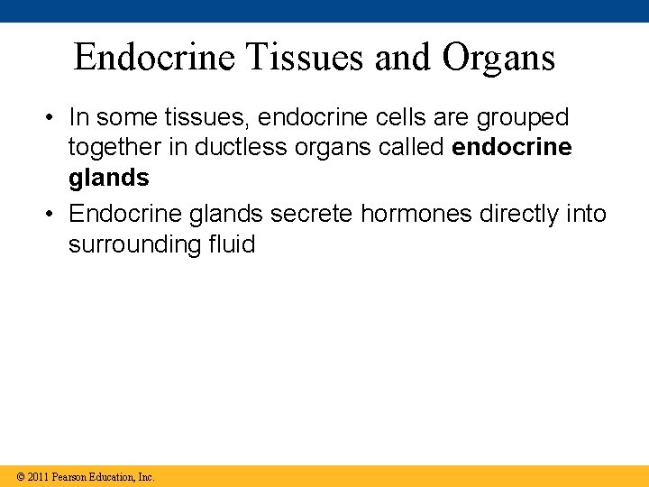 Endocrine Tissues and Organs • In some tissues, endocrine cells are grouped together in