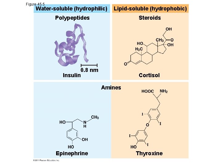 Figure 45. 5 Water-soluble (hydrophilic) Lipid-soluble (hydrophobic) Polypeptides Steroids 0. 8 nm Insulin Cortisol