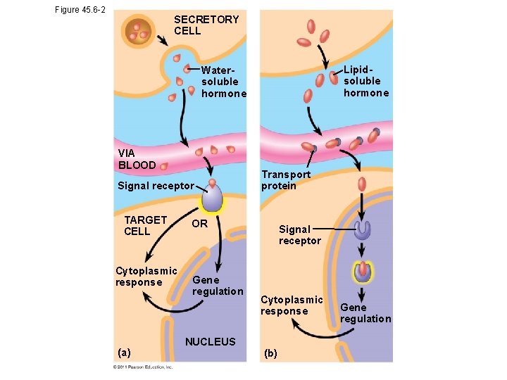 Figure 45. 6 -2 SECRETORY CELL Lipidsoluble hormone Watersoluble hormone VIA BLOOD Signal receptor