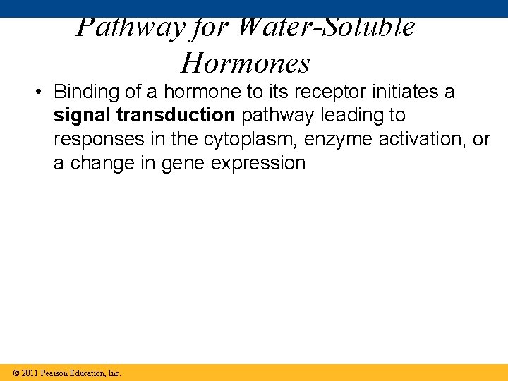 Pathway for Water-Soluble Hormones • Binding of a hormone to its receptor initiates a