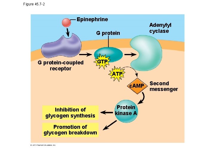 Figure 45. 7 -2 Epinephrine Adenylyl cyclase G protein-coupled receptor GTP ATP c. AMP