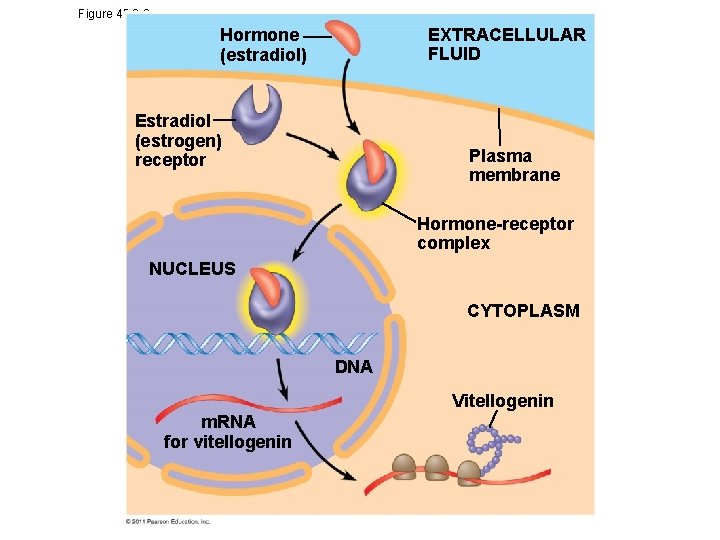 Figure 45. 8 -2 EXTRACELLULAR FLUID Hormone (estradiol) Estradiol (estrogen) receptor Plasma membrane Hormone-receptor