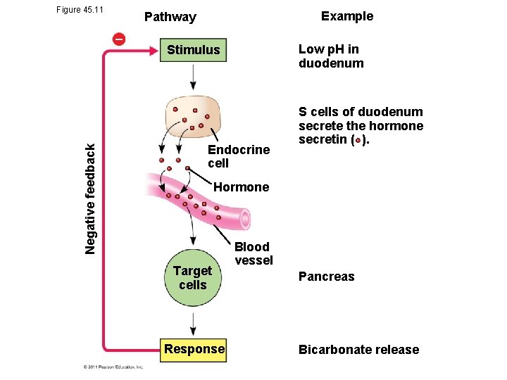Figure 45. 11 Negative feedback Example Pathway Low p. H in duodenum Stimulus Endocrine
