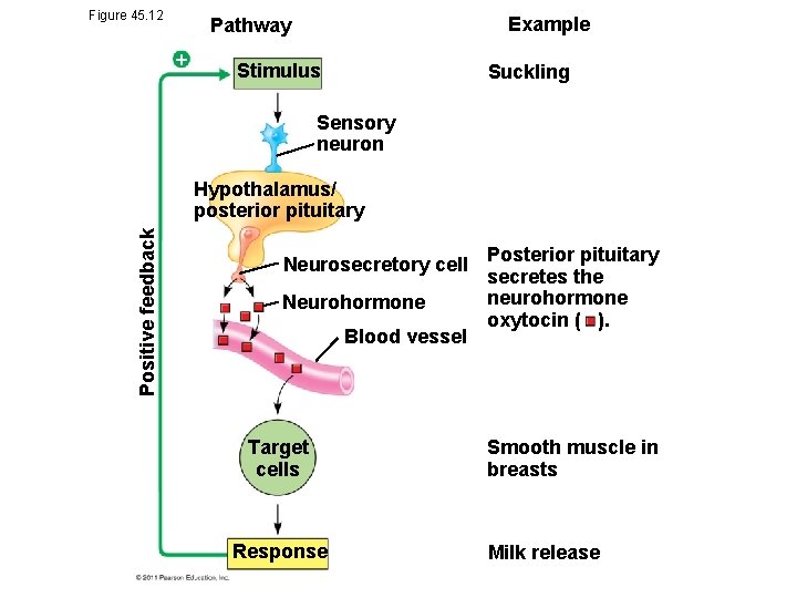 Figure 45. 12 Example Pathway Stimulus Suckling Sensory neuron Positive feedback Hypothalamus/ posterior pituitary