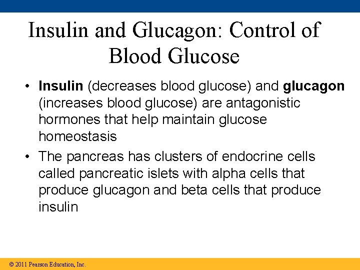 Insulin and Glucagon: Control of Blood Glucose • Insulin (decreases blood glucose) and glucagon