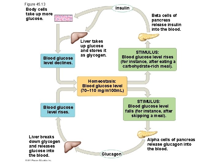 Figure 45. 13 Insulin Body cells take up more glucose. Blood glucose level declines.