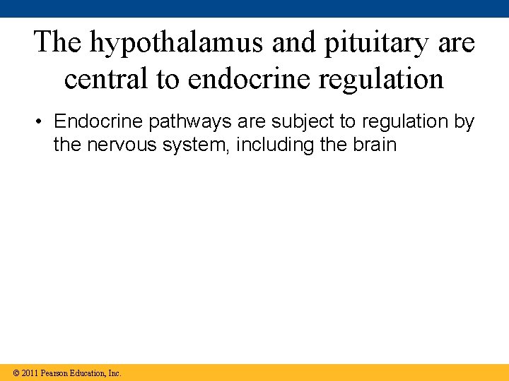 The hypothalamus and pituitary are central to endocrine regulation • Endocrine pathways are subject