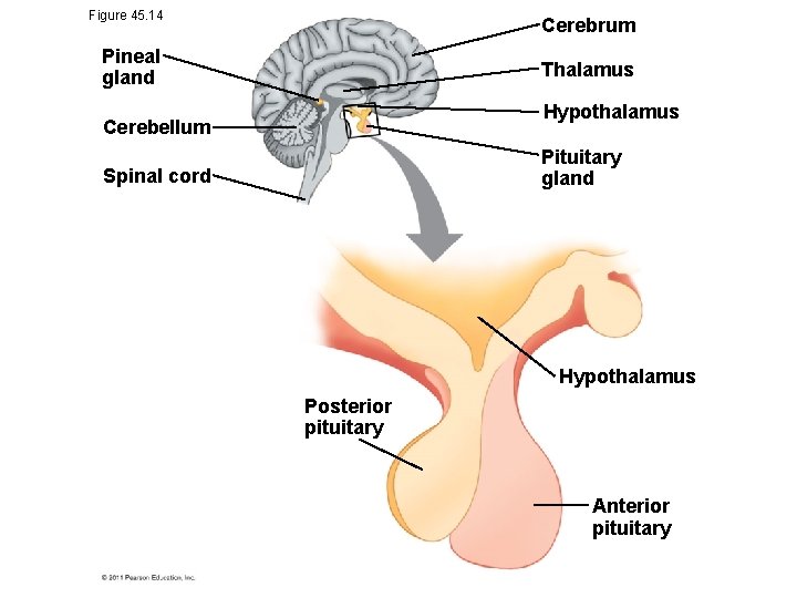 Figure 45. 14 Cerebrum Pineal gland Thalamus Hypothalamus Cerebellum Pituitary gland Spinal cord Hypothalamus