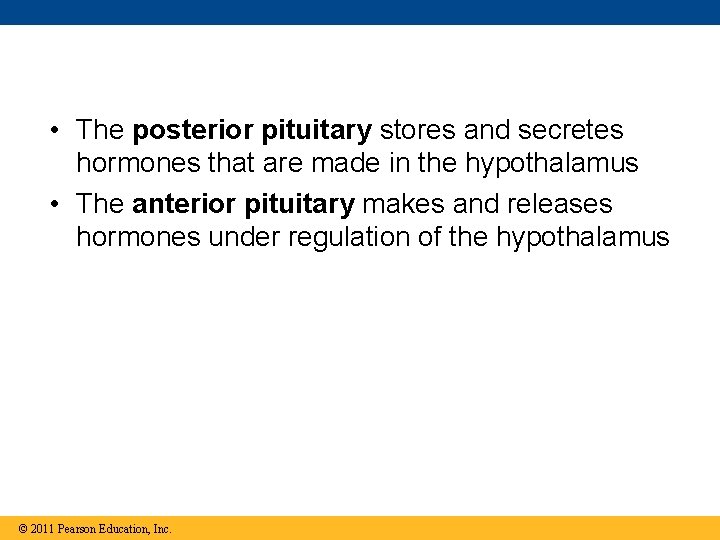  • The posterior pituitary stores and secretes hormones that are made in the