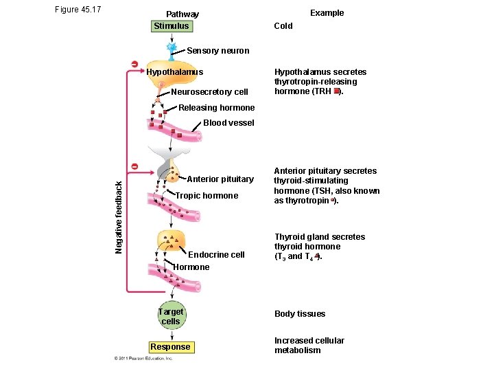 Figure 45. 17 Example Pathway Stimulus Cold Sensory neuron Hypothalamus Neurosecretory cell Hypothalamus secretes