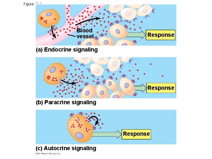 Figure 45. 2 a Blood vessel Response (a) Endocrine signaling Response (b) Paracrine signaling