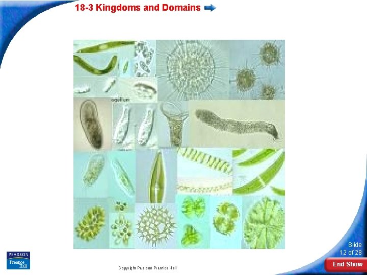 18 -3 Kingdoms and Domains Slide 12 of 28 Copyright Pearson Prentice Hall End