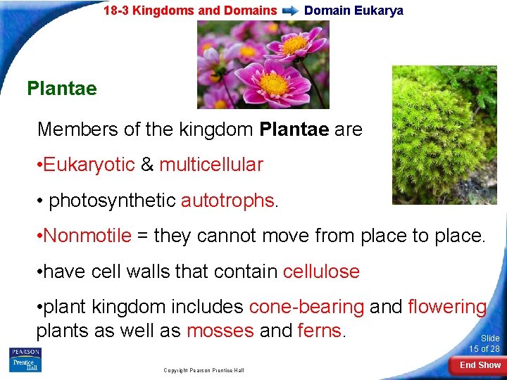 18 -3 Kingdoms and Domains Domain Eukarya Plantae Members of the kingdom Plantae are