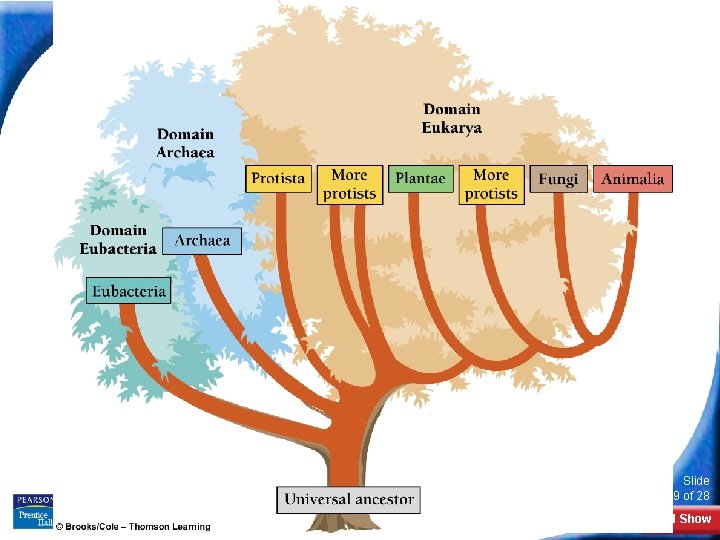 18 -3 Kingdoms and Domains Slide 19 of 28 Copyright Pearson Prentice Hall End