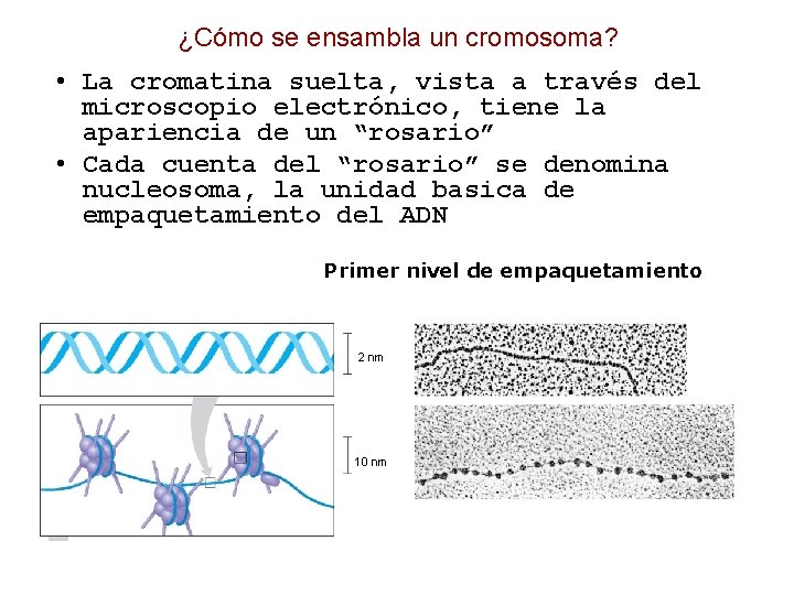 ¿Cómo se ensambla un cromosoma? • La cromatina suelta, vista a través del microscopio