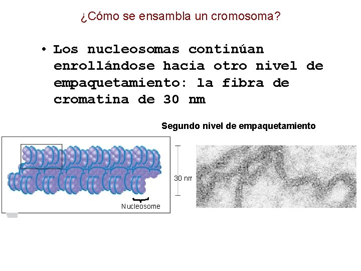 ¿Cómo se ensambla un cromosoma? • Los nucleosomas continúan enrollándose hacia otro nivel de
