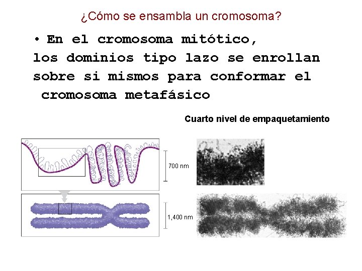 ¿Cómo se ensambla un cromosoma? • En el cromosoma mitótico, los dominios tipo lazo