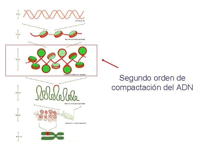 Segundo orden de compactación del ADN 