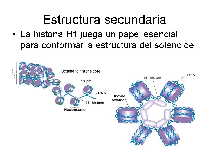 Estructura secundaria • La histona H 1 juega un papel esencial para conformar la