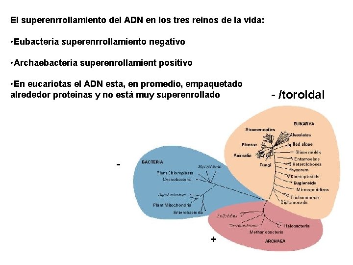 El superenrrollamiento del ADN en los tres reinos de la vida: • Eubacteria superenrrollamiento