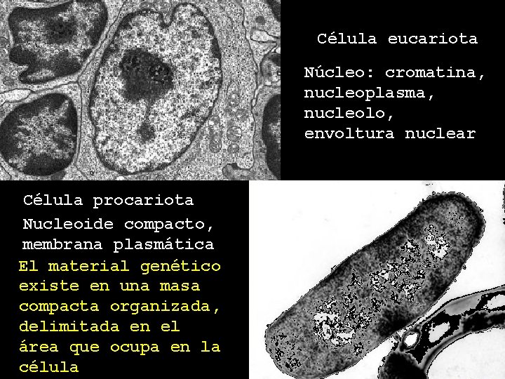 Célula eucariota Núcleo: cromatina, nucleoplasma, nucleolo, envoltura nuclear Célula procariota Nucleoide compacto, membrana plasmática