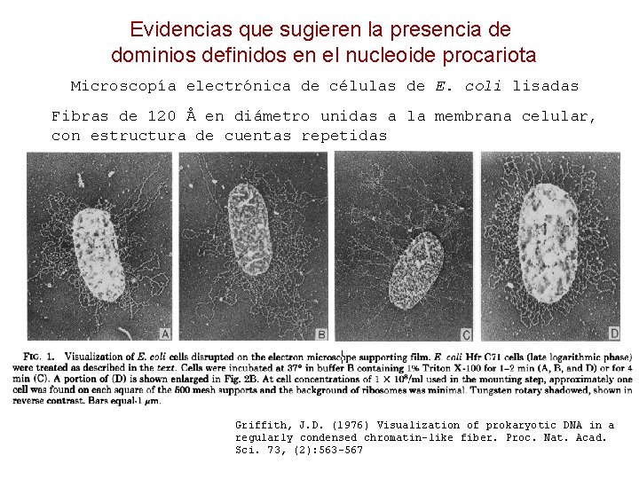 Evidencias que sugieren la presencia de dominios definidos en el nucleoide procariota Microscopía electrónica