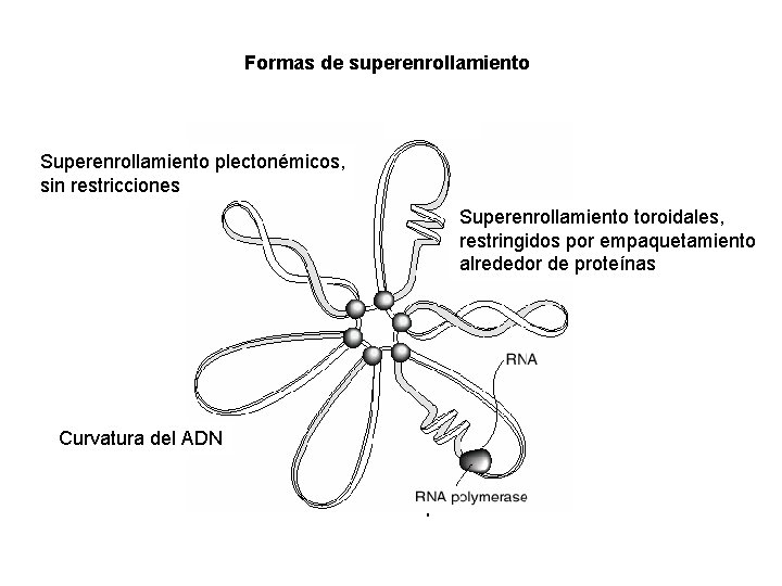 Formas de superenrollamiento Superenrollamiento plectonémicos, sin restricciones Superenrollamiento toroidales, restringidos por empaquetamiento alrededor de