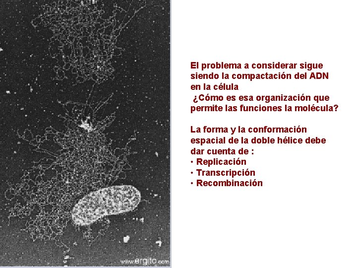 El problema a considerar sigue siendo la compactación del ADN en la célula ¿Cómo